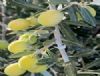 Mut Zeytin ve Zeytinya�� Festivalinin 3's� 9 Ekim'de ba�l�yor